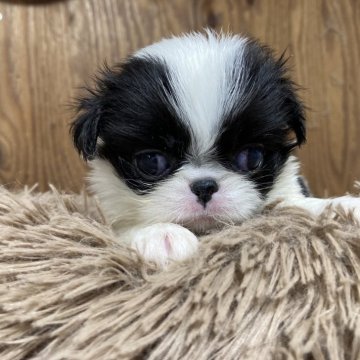 狆(チン)【静岡県・女の子・2024年10月12日・白黒】の写真「【狆専門犬舎】元気な子です」