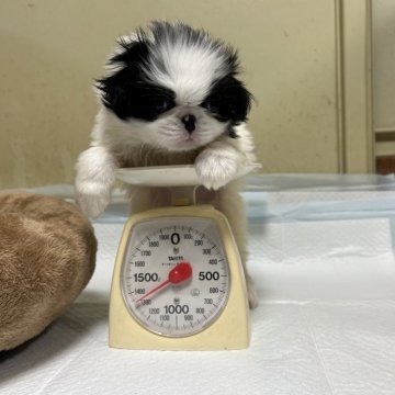 狆(チン)【静岡県・男の子・2024年12月17日・白黒】の写真「【狆専門犬舎】」