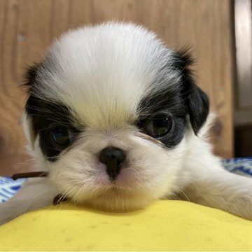 狆(チン)【静岡県・男の子・2024年10月26日・白黒】の写真「【狆専門犬舎】元気な子です」