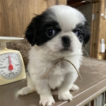 狆(チン)【静岡県・男の子・2024年10月26日・白黒】の写真「【狆専門犬舎】元気な子です」