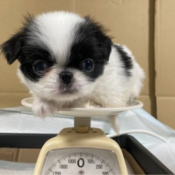 狆(チン)【静岡県・男の子・2024年10月26日・白黒】の写真「【狆専門犬舎】」