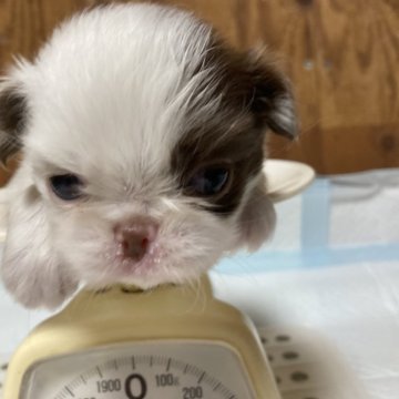 狆(チン)【静岡県・女の子・2024年4月19日・白赤】の写真「『狆専門犬舎』元気な子です。」