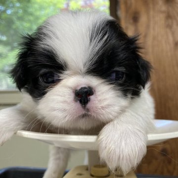 狆(チン)【静岡県・女の子・2024年4月26日・白黒】の写真「『狆専門犬舎』」