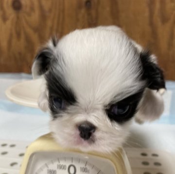 狆(チン)【静岡県・女の子・2024年4月19日・白黒】の写真「『狆専門犬舎』」