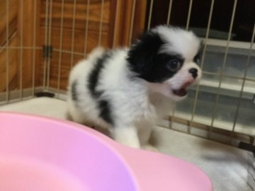 狆(チン)【静岡県・男の子・2018年9月19日・白黒】の写真「元気な子です。」