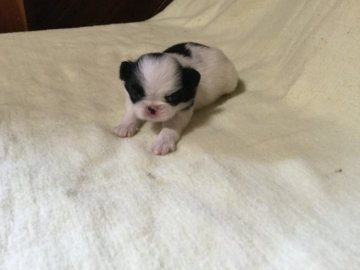 狆(チン)【静岡県・男の子・2017年7月1日・白黒】の写真「おとなしい子です」