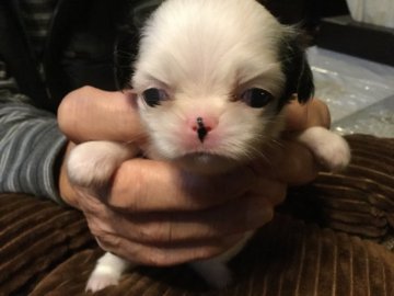 狆(チン)【静岡県・女の子・2018年9月20日・白黒】の写真「泣き虫です」