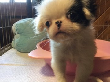 狆(チン)【静岡県・男の子・2018年9月20日・白黒】の写真「大人しい子です」