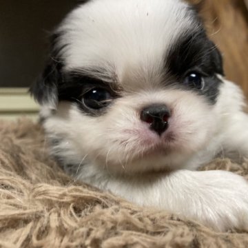 狆(チン)【静岡県・男の子・2024年7月21日・白黒】の写真「【狆専門犬舎】元気な子です」