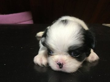 狆(チン)【静岡県・男の子・2019年5月26日・白黒】の写真「元気に動いて居ます。」