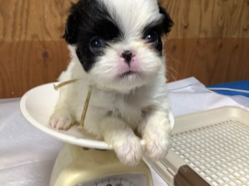 狆(チン)【静岡県・男の子・2021年6月13日・白黒】の写真「元気な子です」