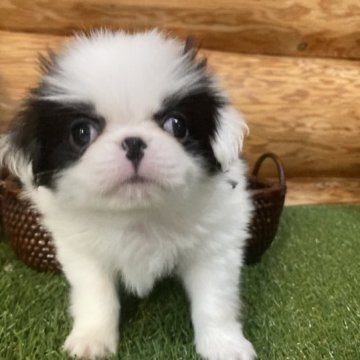 狆(チン)【静岡県・男の子・2023年10月4日・白黒】の写真「【狆専門犬舎】元気な子です」