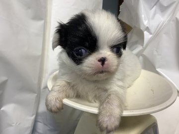 狆(チン)【静岡県・女の子・2020年7月19日・白黒】の写真「優しい子です。」