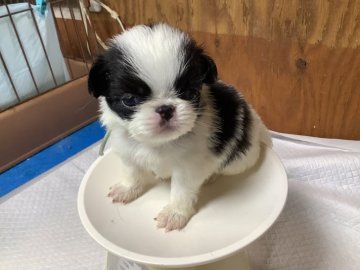 狆(チン)【静岡県・男の子・2021年6月13日・白黒】の写真「元気な子です」