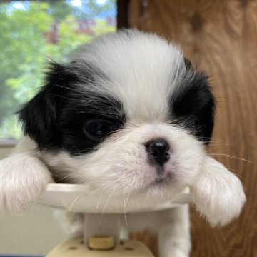 狆(チン)【静岡県・女の子・2024年4月26日・白黒】の写真「『狆専門犬舎』」