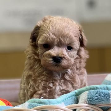 マルプー【神奈川県・男の子・2022年7月12日・アプリコット】の写真「極小ちゃん！」