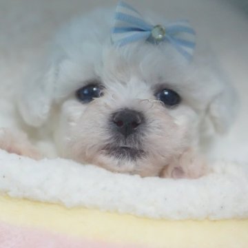 ビションフリーゼ【神奈川県・男の子・2024年4月24日・ホワイト】の写真「可愛いパパ犬！韓国ビション2キロ」