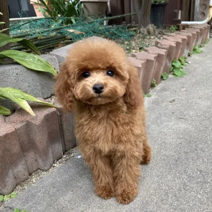 ニコ 様のお迎えした子犬