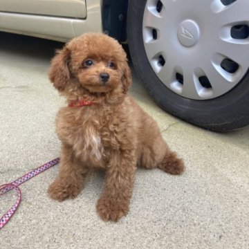 トイプードル(タイニー)【大阪府・男の子・2023年2月17日・レッド】の写真「ティタイニーサイズ、父犬5項目遺伝子クリア」