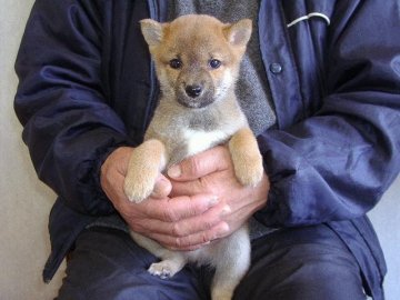 柴犬(豆柴)【熊本県・男の子・2013年10月9日・赤(豆柴サイズ)】の写真「」