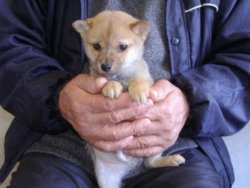 柴犬(豆柴)【熊本県・男の子・2013年10月9日・赤(豆柴サイズ)】の写真「」