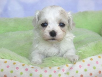 マルチーズ【熊本県・女の子・2017年2月2日・ホワイト】の写真「人懐っこくかわいい子です」