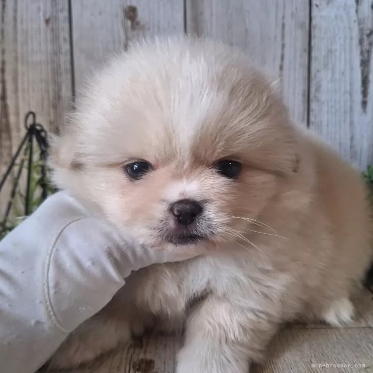 N.K 様のお迎えした子犬