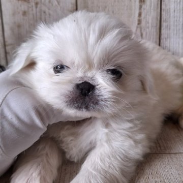 ペキニーズ【千葉県・女の子・2024年6月13日・ホワイト】の写真「このワンちゃんの見学は8月8日で終了となります」