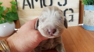 ワイマラナー【千葉県・女の子・2016年11月27日・グレー】の写真「希少犬種！激カワいいです★」