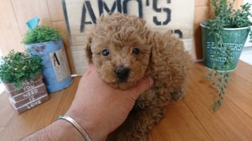 トイプードル(トイ)【千葉県・男の子・2017年4月3日・アプリコット】の写真「ぷぷちゃんの子供はどの子もムッチムチ！！！」