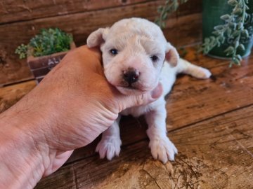 ビションフリーゼ【千葉県・女の子・2021年2月24日・ホワイト】の写真「モコモコ、フワフワな犬種です。」