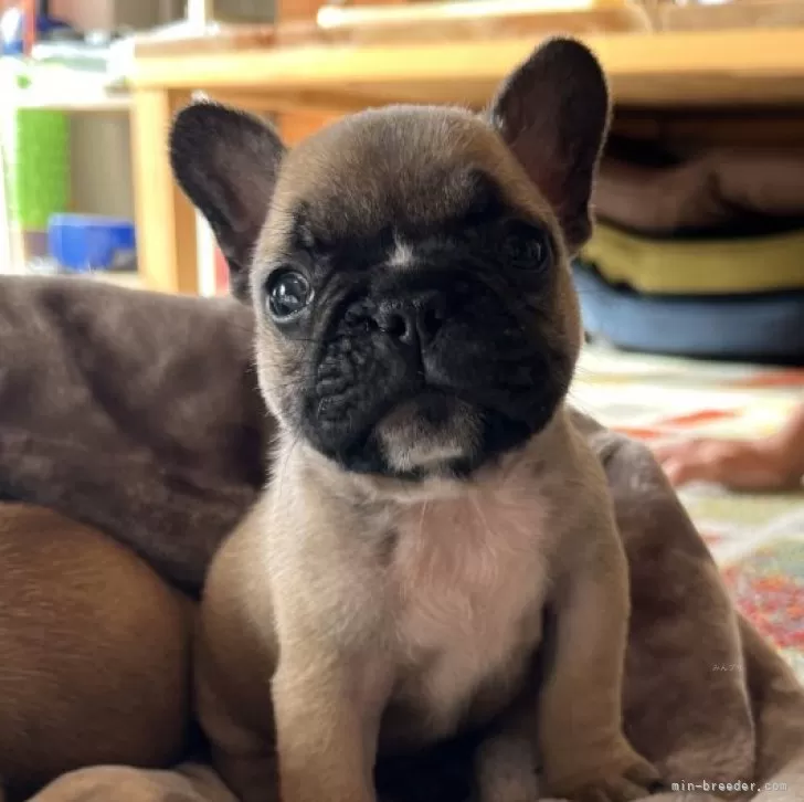 N.Y 様のお迎えした子犬