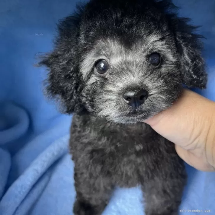 りちまる 様のお迎えした子犬