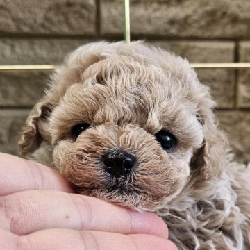 マルプー(マルチーズ×トイプードル)【埼玉県・女の子・2024年10月25日・クリーム】の写真「毛色のきれいなくまくまちゃん❇」