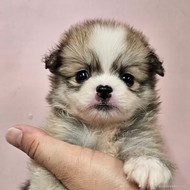 らぶぅ 様のお迎えした子犬