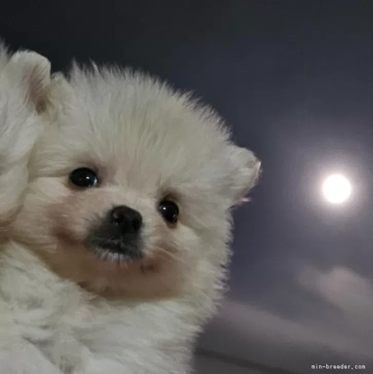 takusuke 様のお迎えした子犬