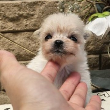 ポメマル(ポメラニアン×マルチーズ)【埼玉県・女の子・2024年5月17日・クリーム】の写真「原石見つけちゃいました？」