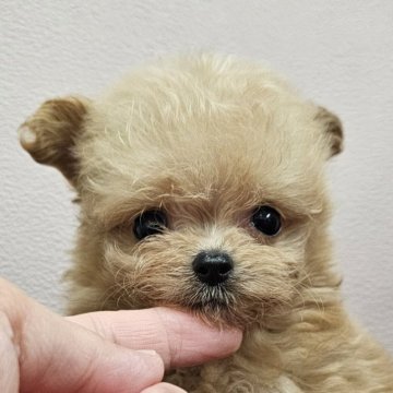 ポメマル(ポメラニアン×マルチーズ)【埼玉県・女の子・2024年7月24日・レッド】の写真「お目目まん丸　とってもちいさな女の子です。」