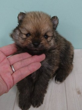 ポメラニアン【埼玉県・男の子・2017年10月13日・オレンジセーブル】の写真「とってもお目目のカワイイ男の子」