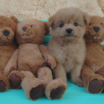 父 トイプードル 母 ポメラニアン  ポメプー【埼玉県・男の子・2021年6月1日・レッド】の写真「ずんぐりむっくりどっしり　きれいな毛色のロン君」