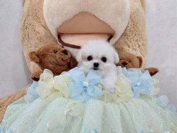 父 マルチーズ  母 ロングチワワ【埼玉県・男の子・2021年3月3日・ホワイト】の写真「ちびちび天桜（てお）君」