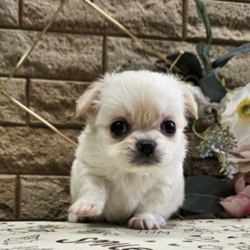 チワワ(ロング)【埼玉県・女の子・2024年5月11日・クリーム】の写真「むちむちな女の子」