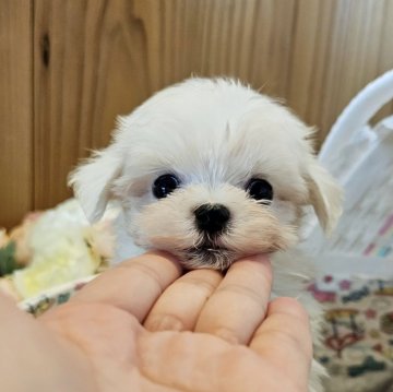 マルチーズ【埼玉県・男の子・2024年6月5日・ホワイト】の写真「めちゃくちゃ可愛く育ちました！」