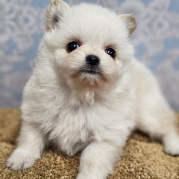 ポメチワ(ポメラニアン×チワワ)【埼玉県・男の子・2024年3月12日・クリーム】の写真「可愛い子が産まれました🎵」