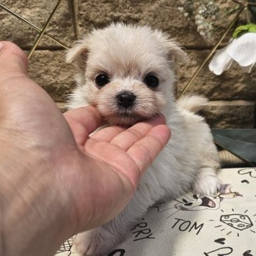 ポメマル(ポメラニアン×マルチーズ)【埼玉県・女の子・2024年5月17日・クリーム】の写真「原石見つけました？」