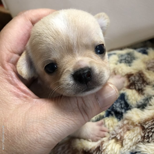 チワワ スムース 北海道 女の子 年5月27日 クリーム マズル短いお姫様 みんなのブリーダー 子犬id 06