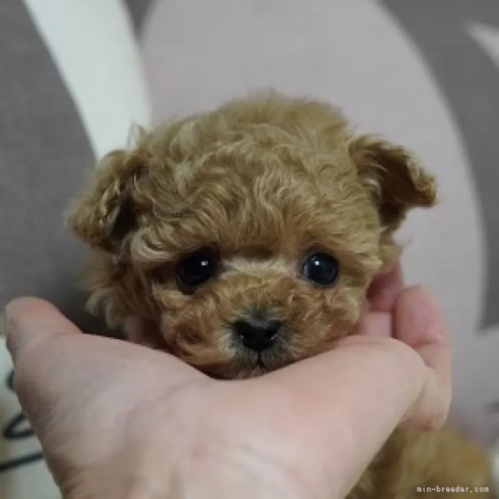 N.H 様のお迎えした子犬