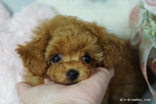 ティーカッププードル 兵庫県 男の子 21年5月2日 アプリコット 小顔がめちゃ可愛い 男の子 みんなのブリーダー 子犬id 2106