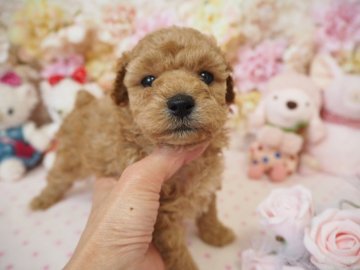 トイプードル(ティーカップ)【島根県・男の子・2018年5月13日・クリーム】の写真「♡」