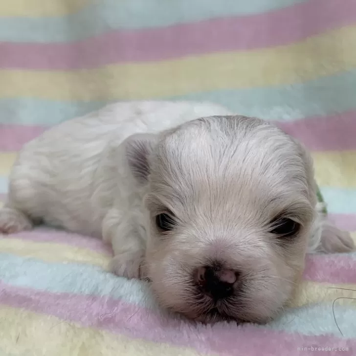 ID：2501-00779の子犬